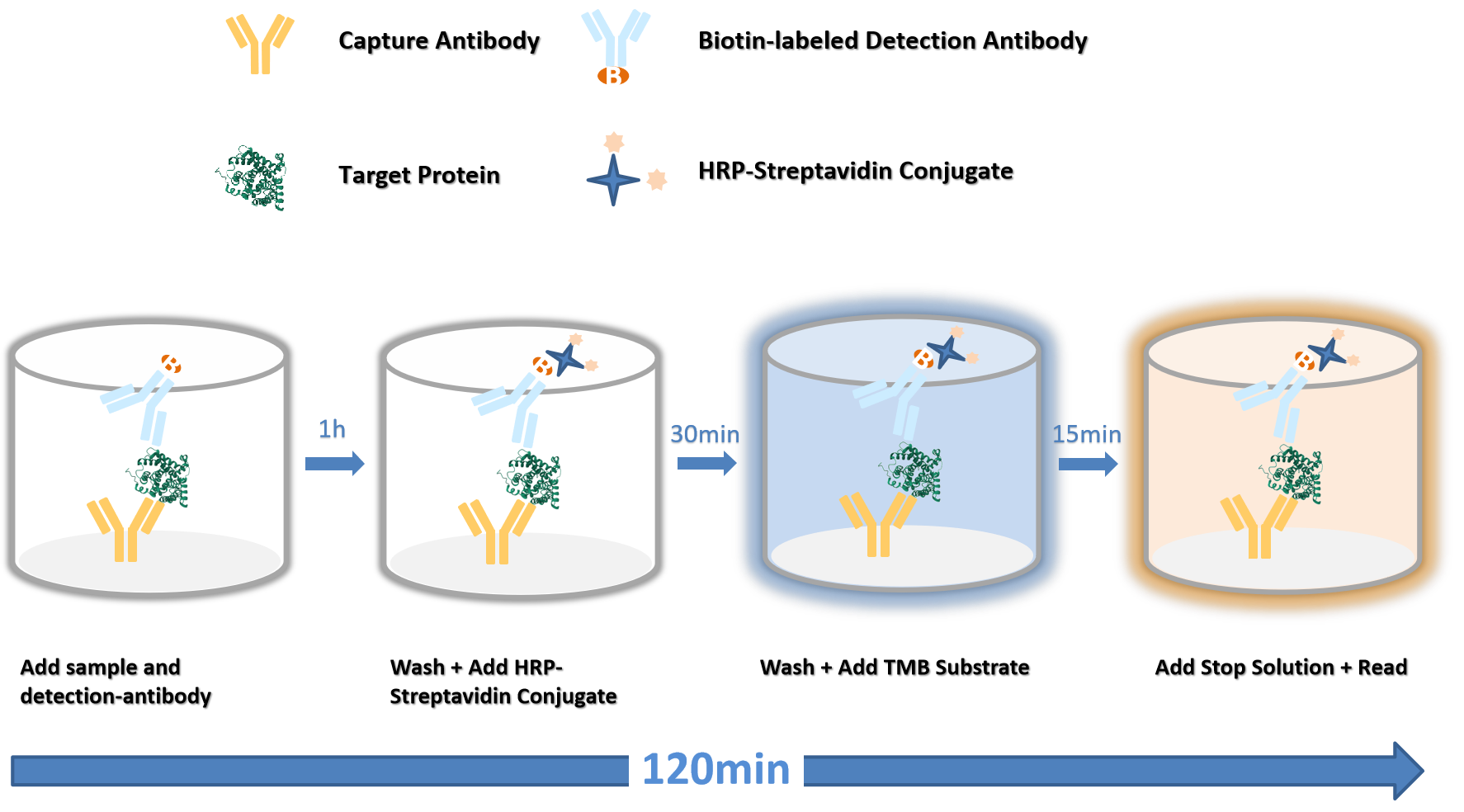 Easy-Step ELISA Kit